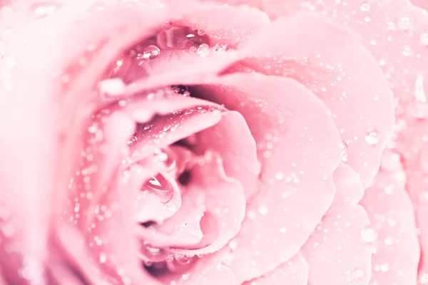 Επιλεκτική εστίαση του στενή επάνω ροδαλό λουλούδι με droplet — Φωτογραφία Αρχείου
