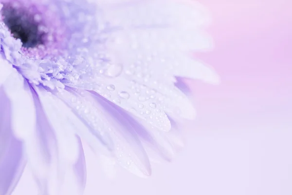 Enfoque cercano y selectivo de la flor Gerbera rosa dulce —  Fotos de Stock