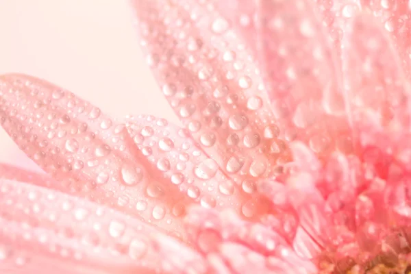 Close up e foco seletivo de flor de Gerbera rosa doce com — Fotografia de Stock