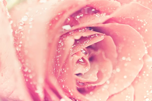 Επιλεκτική εστίαση του στενή επάνω ροδαλό λουλούδι με droplet — Φωτογραφία Αρχείου