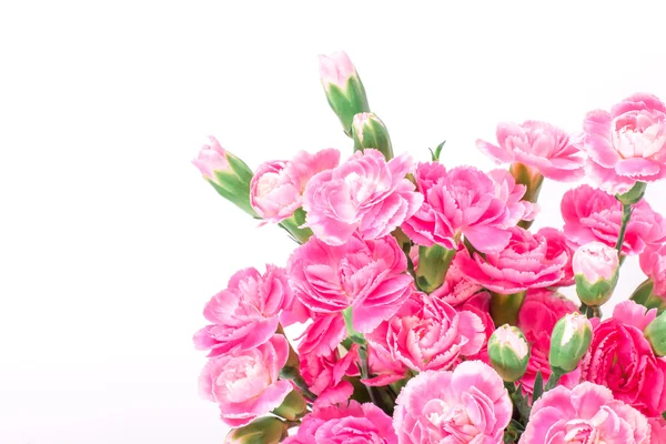 白の backgro のピンクのカーネーションの花の美しく咲く — ストック写真