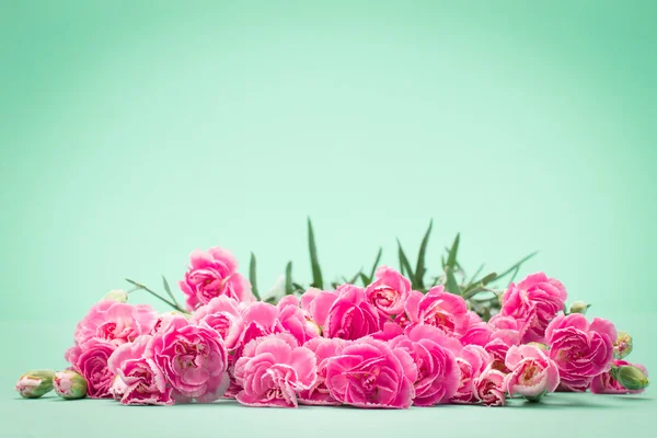 Hermosas flores de clavel en flor —  Fotos de Stock