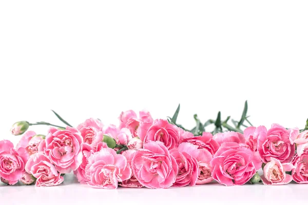 白地に美しいカーネーションの花を咲かせ — ストック写真