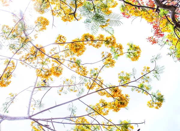 Žluté pozadí květu Flam-boyant — Stock fotografie