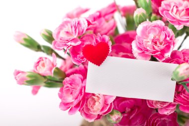 güzel beyaz bir backgro üzerinde pembe karanfil çiçek çiçeklenme