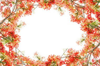 Flam-boyant flower as frame border and copy space for text back clipart