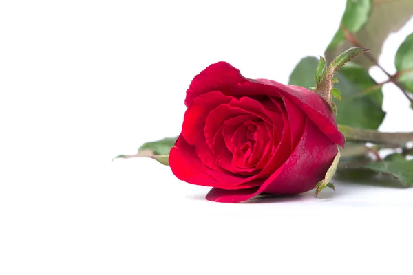 Закройте красную розу на белом фоне — стоковое фото