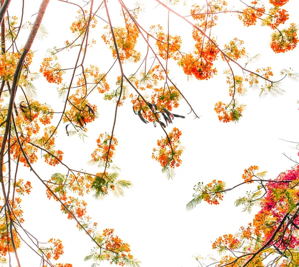 Flam-boyant blomma bakgrund — Stockfoto