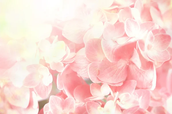 Beyaz bir arka plan üzerinde tatlı ortanca çiçek — Stok fotoğraf