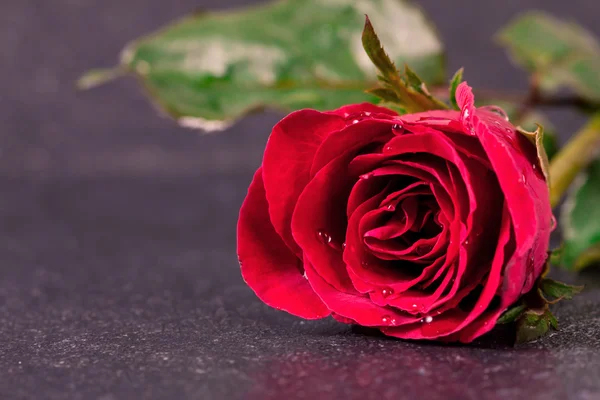 Fiore di rosa bagnato posto su pietra nera — Foto Stock