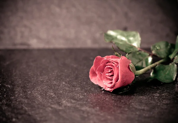 Винтажный цветок розы помещен на черном камне — стоковое фото