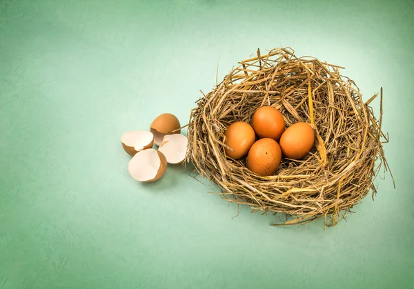 잔 가지 부서 지 고 빈 껍질 e 갈색 닭 계란과 둥지 — 스톡 사진