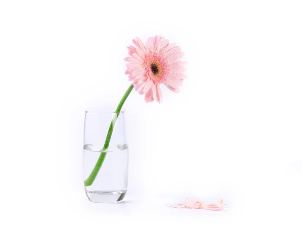 水滴、ロマンチックな周波数と甘いピンク ガーベラの花 — ストック写真
