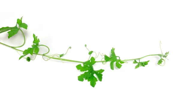 Verde rastejando planta no fundo branco — Fotografia de Stock
