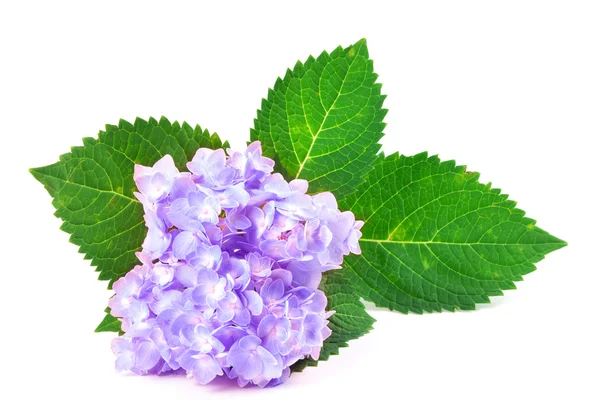 Flores de hortensia azul púrpura dulce sobre un fondo blanco —  Fotos de Stock