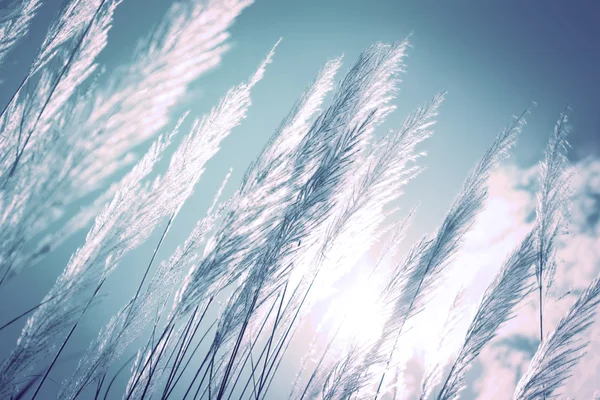 Abstract softness white Feather Grass with retro sky  background — Stock Photo, Image