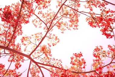 Tatlı renk tonu Flam-boyant çiçek arka plan