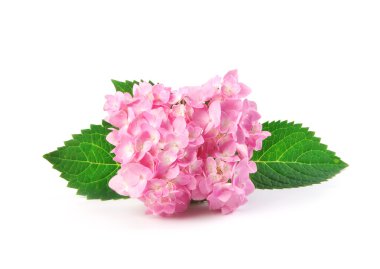 Beyaz bir arka plan üzerinde tatlı ortanca çiçek