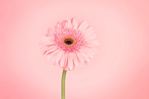 Dulce rosa Gerbera flor, momento romántico —  Fotos de Stock