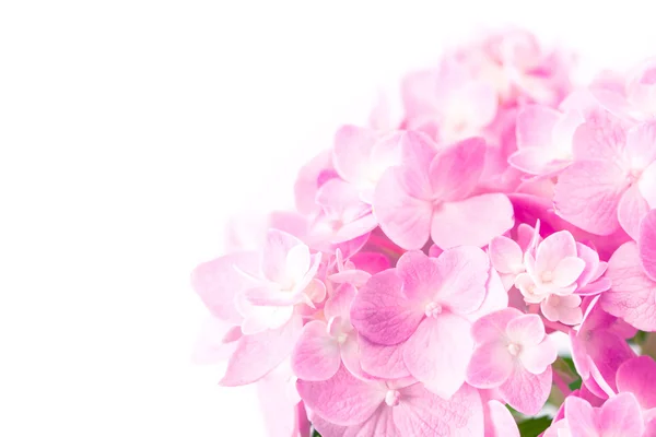 Flores de hortensias rosadas dulces sobre un fondo blanco —  Fotos de Stock