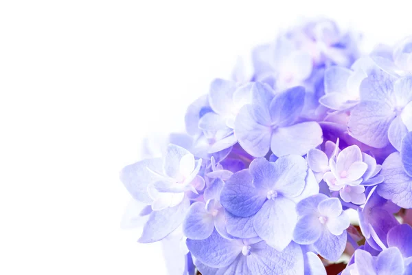 Flores de hortensia azul púrpura dulce sobre un fondo blanco, sel —  Fotos de Stock
