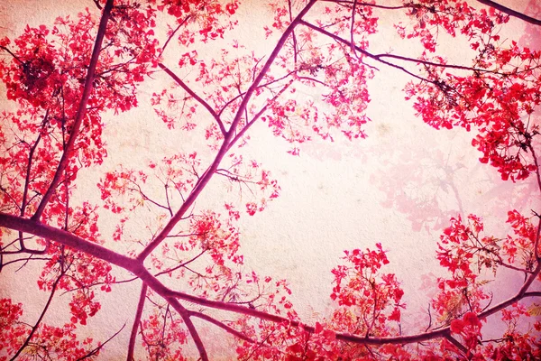 Süße rote Farbe Ton der flam-boyant Blume als Retro-Muster ba — Stockfoto