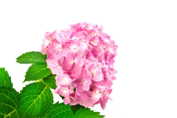 Sweet  hydrangea flowers on a white background — Stock Photo, Image