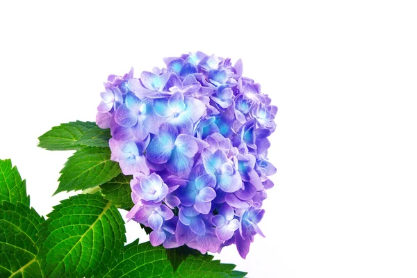 Sweet  hydrangea flowers on a white background — Stock Photo, Image