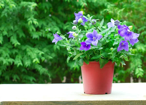 Purple balloon flower or Platycodon grandiflorus flower  in brow — Stock Photo, Image