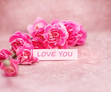 güzel çiçek açan karanfil ile aşk sen ifadeler çiçekler