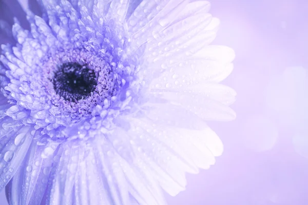 Close up e foco seletivo de flor de Gerbera azul doce com — Fotografia de Stock