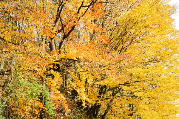 Erdő Ősszel Fák Színes Sárga Barna Piros Zöld Narancs Levelek — Stock Fotó