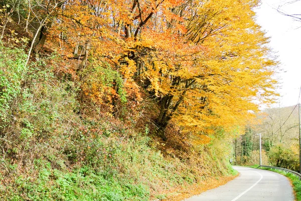 Estrada Curvilínea Através Floresta Outono Com Árvores Com Folhas Amarelas — Fotografia de Stock