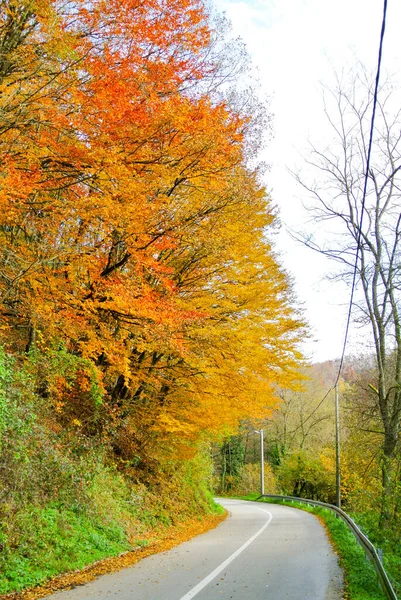 Estrada Curvilínea Através Floresta Outono Com Árvores Com Folhas Amarelas — Fotografia de Stock