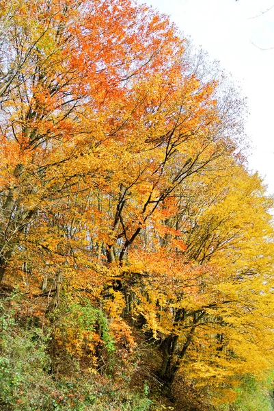 Floresta Outono Árvores Com Amarelo Colorido Marrom Vermelho Verde Laranja — Fotografia de Stock