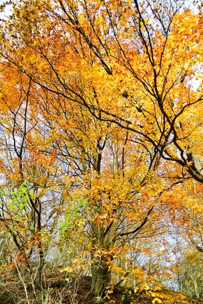 Sonbaharda Orman Renkli Sarı Turuncu Kırmızı Kahverengi Yeşil Yapraklı Ağaçlar — Stok fotoğraf