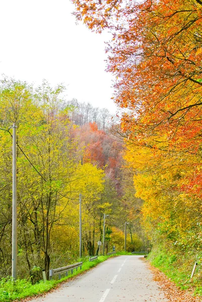 Estrada Asfalto Através Floresta Outono Com Árvores Com Folhas Coloridas — Fotografia de Stock