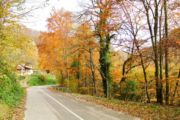 Estrada Asfalto Através Floresta Outono Com Árvores Com Folhas Coloridas — Fotografia de Stock