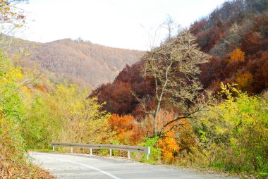 Sonbaharda ormanın içinden geçen kıvrımlı yol (renkli sarı, turuncu, kırmızı, kahverengi ve yeşil yapraklı ağaçlar), Kozara Dağı 'nda, Prijedor kenti yakınlarındaki ulusal parkta, SC, Bosna-Hersek