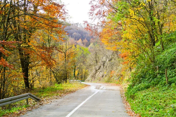 Estrada Asfalto Através Floresta Outono Com Árvores Com Folhas Coloridas — Fotografia de Stock