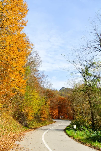 Поворотная Дорога Через Лес Осенью Деревьями Цветными Желтыми Оранжевыми Красными — стоковое фото