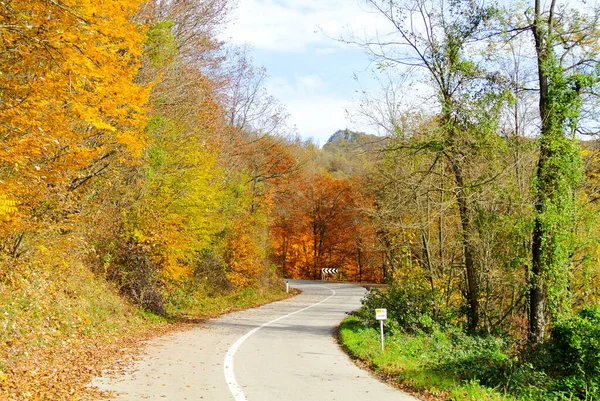 Estrada Curvilínea Através Floresta Outono Com Árvores Com Folhas Coloridas — Fotografia de Stock