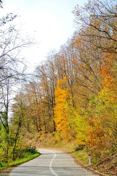 Estrada Asfalto Curvilínea Através Floresta Outono Com Árvores Com Amarelo — Fotografia de Stock