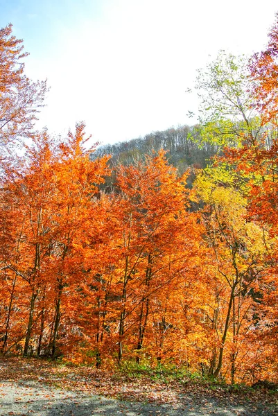 Floresta Outono Árvores Com Amarelo Colorido Laranja Vermelho Marrom Verde — Fotografia de Stock