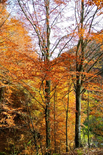 Erdő Ősszel Fák Színes Sárga Narancs Piros Barna Zöld Levelek — Stock Fotó