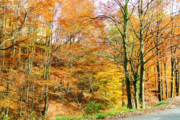 Floresta Outono Árvores Com Amarelo Colorido Laranja Vermelho Marrom Verde — Fotografia de Stock