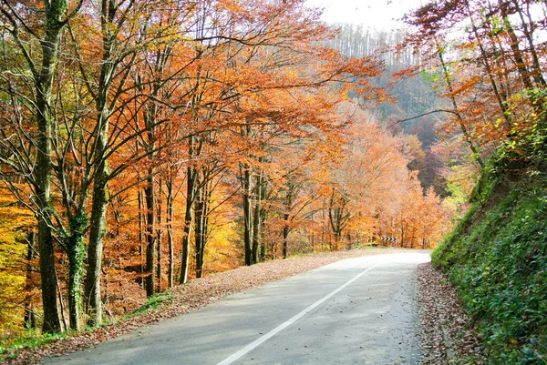 Estrada Asfalto Através Floresta Outono Com Árvores Com Amarelo Colorido — Fotografia de Stock