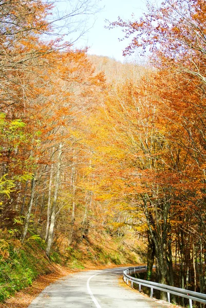 Estrada Asfalto Através Floresta Outono Com Árvores Com Amarelo Colorido — Fotografia de Stock