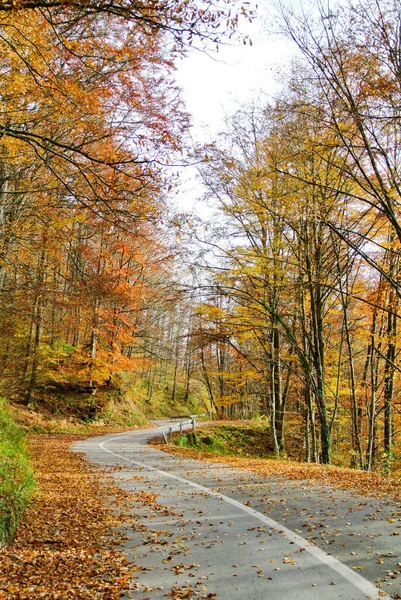 Estrada Asfalto Curvilínea Através Floresta Outono Com Árvores Com Amarelo — Fotografia de Stock