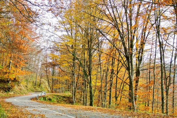 Estrada Asfalto Curvilínea Através Floresta Outono Com Árvores Com Amarelo — Fotografia de Stock